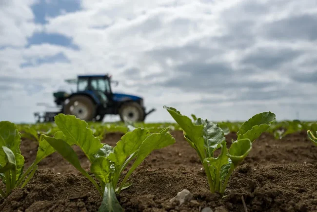 La décision du Conseil constitutionnel sur la loi Duplonb : un rétropédalage environnemental ?