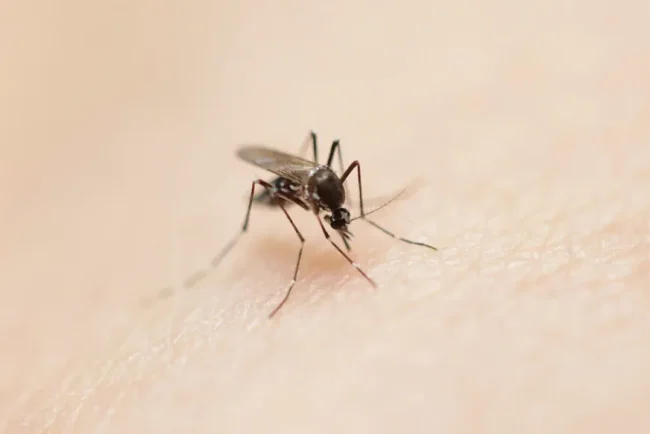 La France métropolitaine face à une épidémie sans précédent de dengue, de chikungunya et de la fièvre du Nil occidental