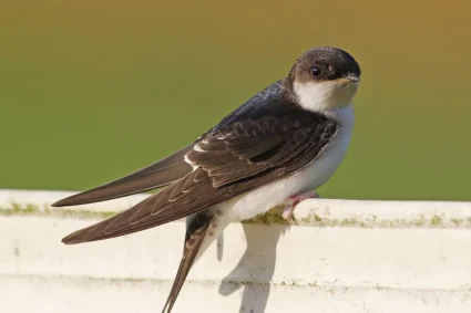 La magie gracieuse de l'hirondelle des fenêtres