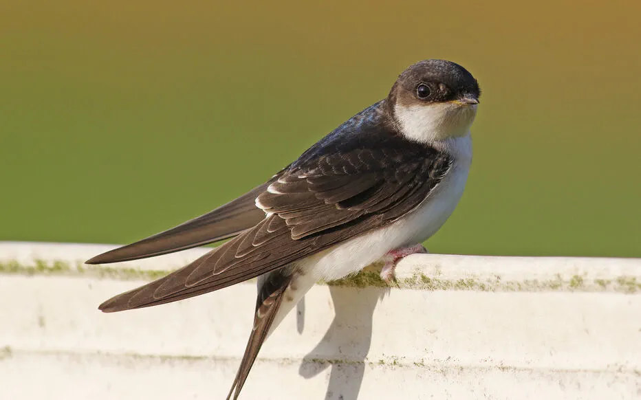 La magie gracieuse de l'hirondelle des fenêtres