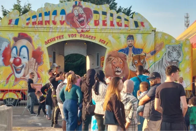 La polémique sur les tigres blancs de Buchelay éclipsée par leur beauté