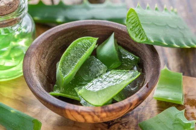 L'art d'extraire le gel d'aloe vera pour une beauté naturelle