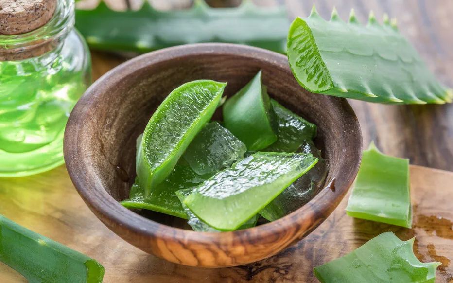 L'art d'extraire le gel d'aloe vera pour une beauté naturelle