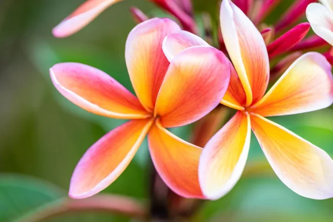 Le frangipanier : un arbuste parfumé à la beauté majestueuse