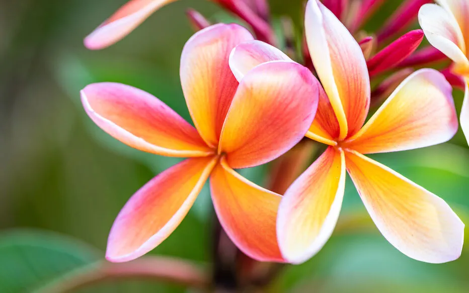 Le frangipanier : un arbuste parfumé à la beauté majestueuse