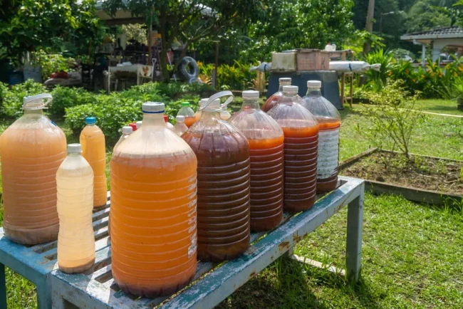 Le jus de compost : un liquide vertueux
