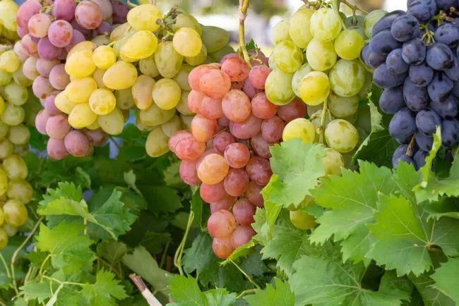 Le raisin : un délice santé à savourer sans modération