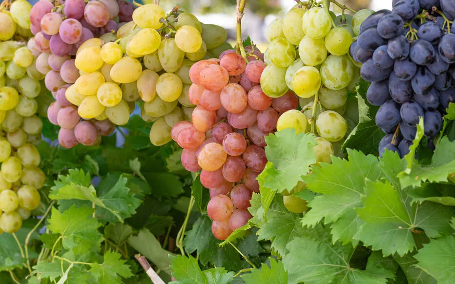 Le raisin : un délice santé à savourer sans modération