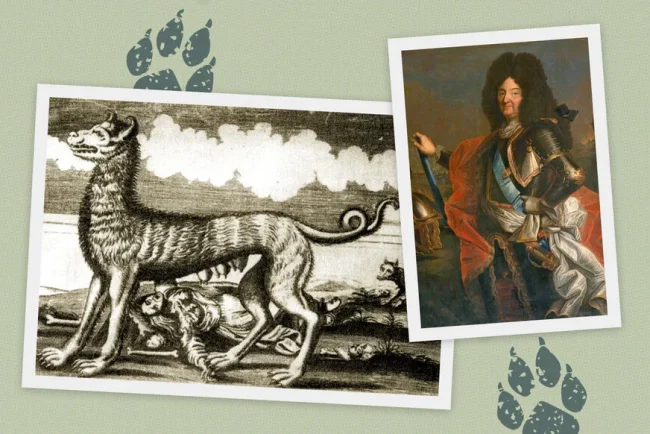 Le retour du loup fascine l'Île-de-France