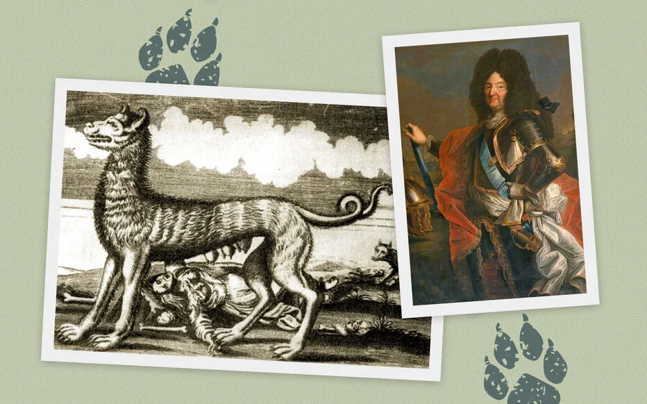 Le retour du loup fascine l'Île-de-France