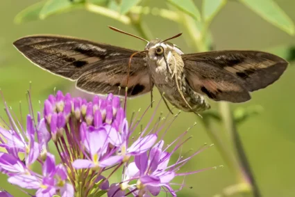 Le Sphinx Colibri : Un Oiseau-Papillon Mystérieux