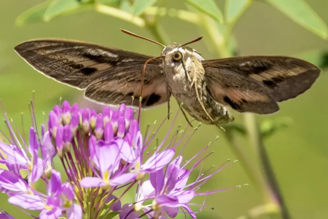 Le Sphinx Colibri : Un Oiseau-Papillon Mystérieux