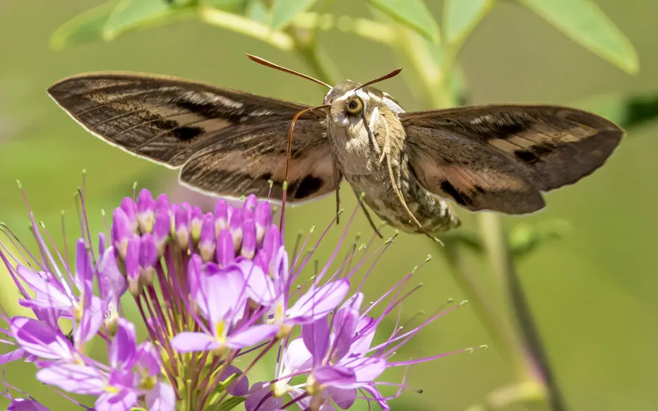 Le Sphinx Colibri : Un Oiseau-Papillon Mystérieux