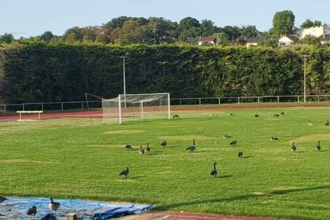 Les bernaches chassées du terrain de football à Draveil
