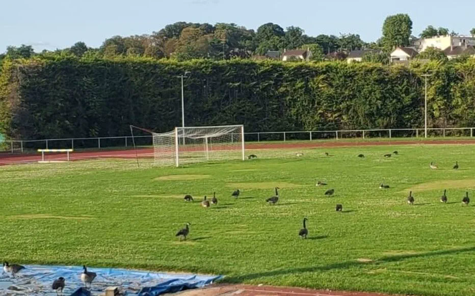 Les bernaches chassées du terrain de football à Draveil