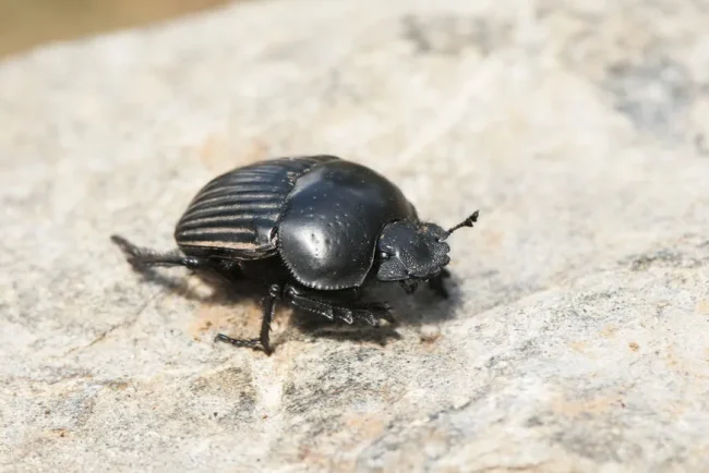 Les bousiers : ces petits insectes indispensables à la campagne