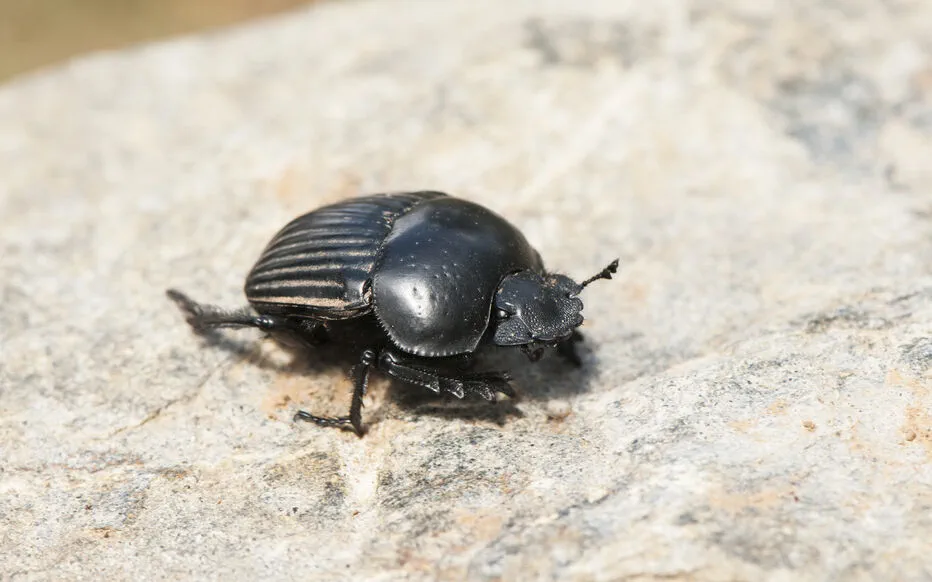 Les bousiers : ces petits insectes indispensables à la campagne