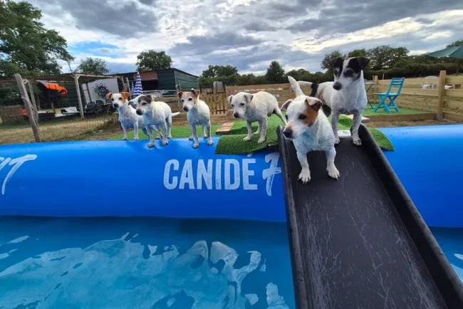 Les chiens se rafraîchissent à Courçay (Allier) : Stay Pawsitive, une piscine pour chiens innovante