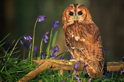 Les chouettes et les hiboux en France : une variété fascinante