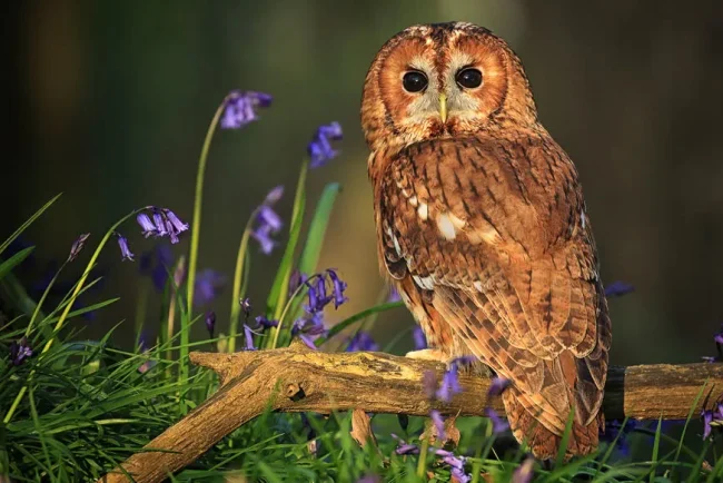 Les chouettes et les hiboux en France : une variété fascinante