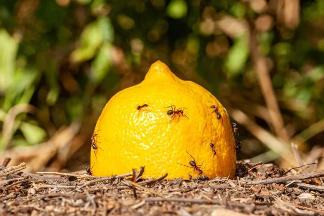 Les citrons moisis, une capsule nutritive