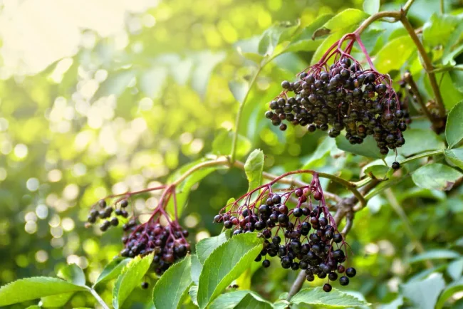 Les herbes aromatiques : des ajoutes précieuses pour les jardins et l'environnement