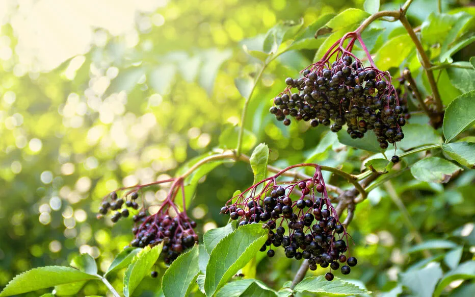 Les herbes aromatiques : des ajoutes précieuses pour les jardins et l'environnement