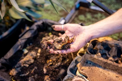 L'urine, un engrais naturel pour votre potager