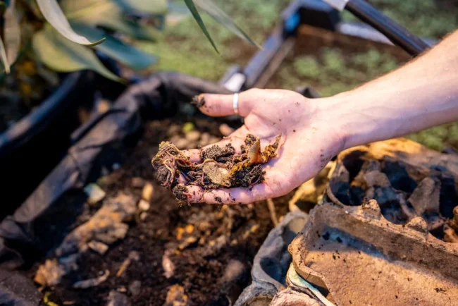 L'urine, un engrais naturel pour votre potager