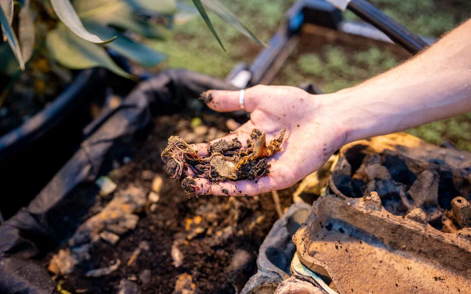 L'urine, un engrais naturel pour votre potager