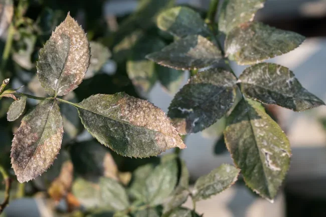 Maladies du rosier : fléau des jardiniers amateurs