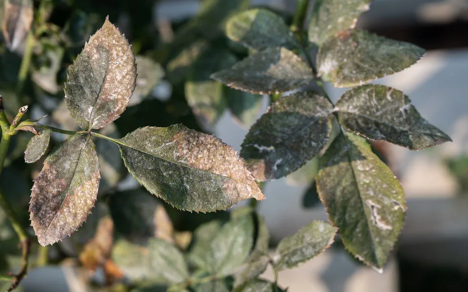 Maladies du rosier : fléau des jardiniers amateurs