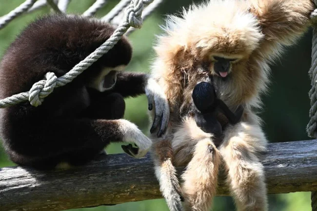 Naissance rare d'un gibbon à mains blanches en France : une lueur d'espoir pour une espèce menacée