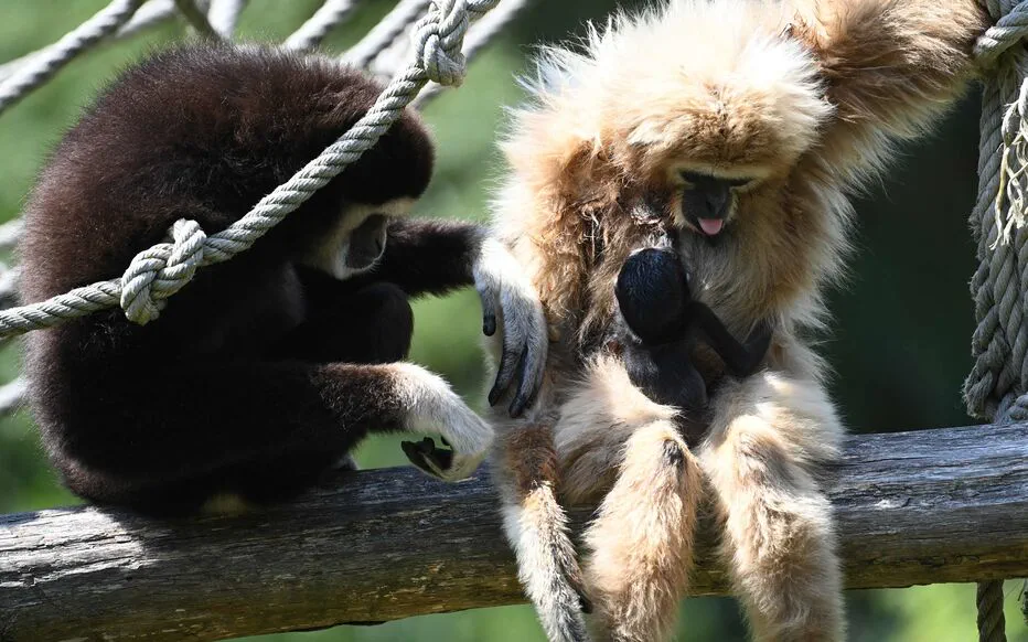 Naissance rare d'un gibbon à mains blanches en France : une lueur d'espoir pour une espèce menacée