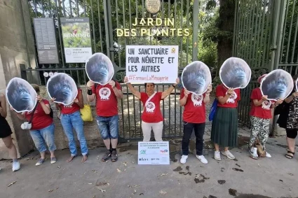 Nénette, l’orang-outan confinée à Paris, fête ses 53 ans