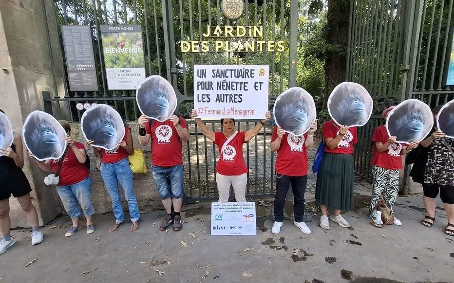 Nénette, l'orang-outan confinée à Paris, fête ses 53 ans