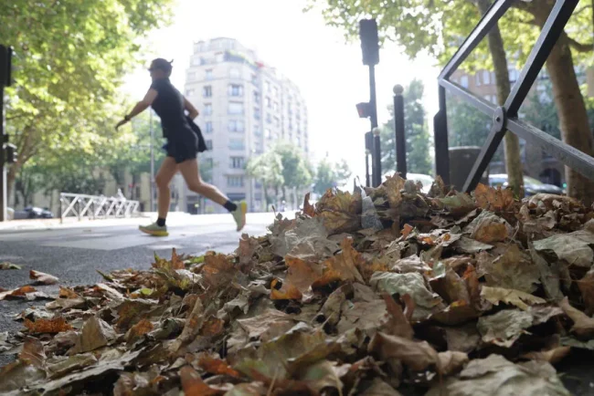 Phénomène inattendu : les vagues de chaleur entraînent la chute prématurée des feuilles des arbres