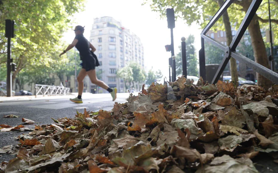 Phénomène inattendu : les vagues de chaleur entraînent la chute prématurée des feuilles des arbres