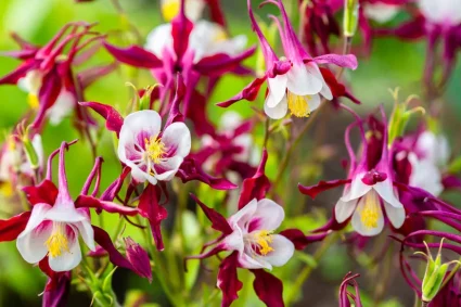 Plantes sauvages : 7 espèces faciles d'entretien pour un jardin naturel et enchanteur