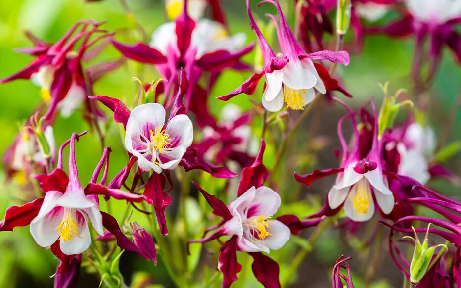 Plantes sauvages : 7 espèces faciles d'entretien pour un jardin naturel et enchanteur