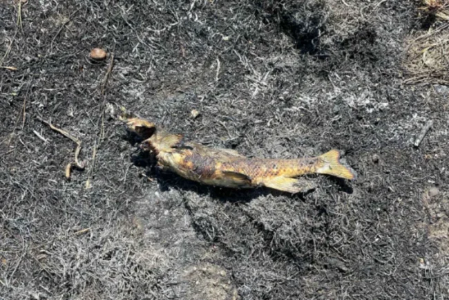 Poisson tombant du ciel : un incident étrange cause un incendie et une panne de courant à Ashcroft, en Colombie-Britannique
