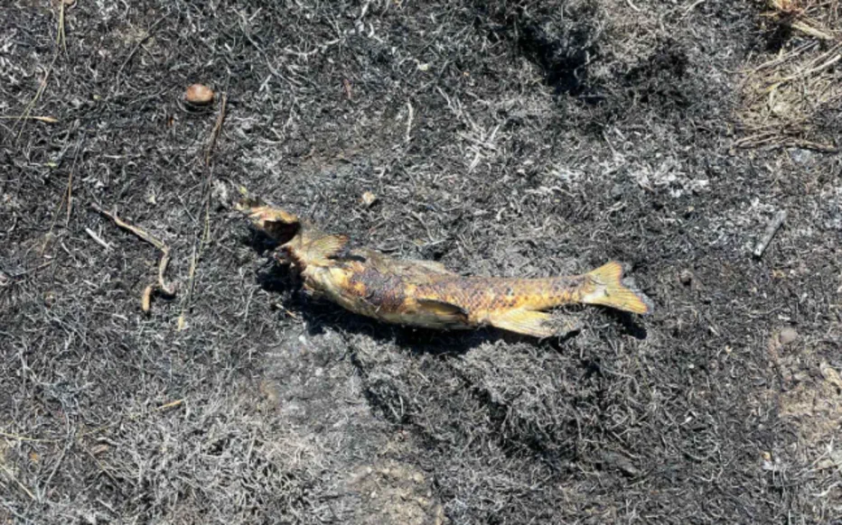 Poisson tombant du ciel : un incident étrange cause un incendie et une panne de courant à Ashcroft, en Colombie-Britannique