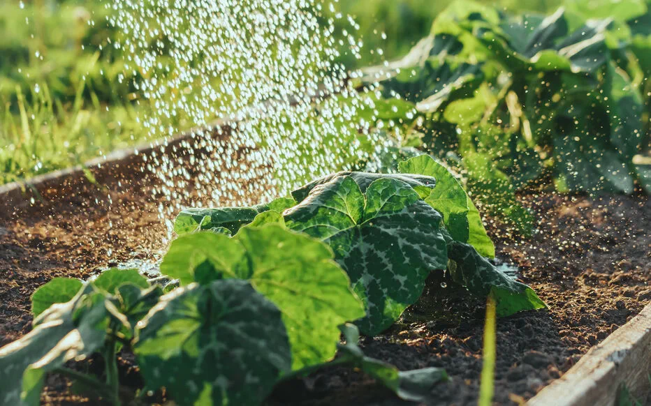 Préparez-vous aux restrictions en eau : évitez ces erreurs courantes