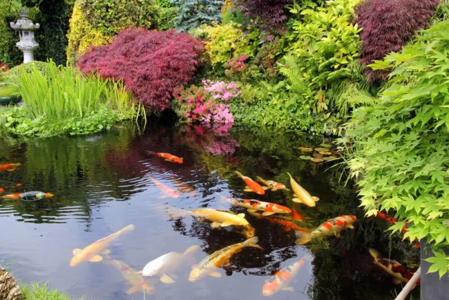 Transformez votre jardin avec des éléments aquatiques : créez un havre de paix et de beauté