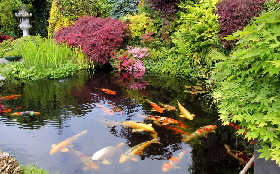 Transformez votre jardin avec des éléments aquatiques : créez un havre de paix et de beauté