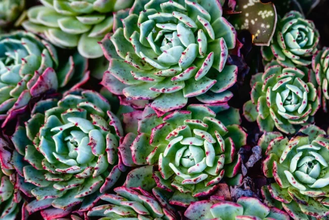 Un jardin secret à Lyon : le charme enchanteur du Jardin Rosa Mir