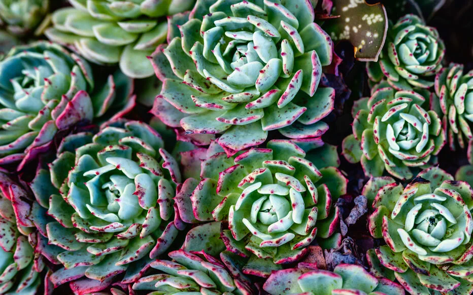Un jardin secret à Lyon : le charme enchanteur du Jardin Rosa Mir