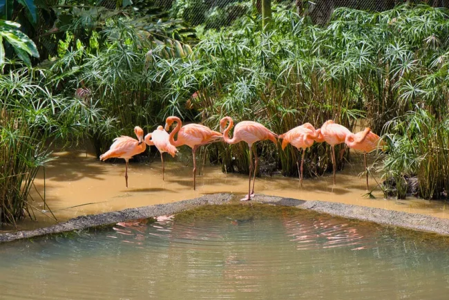 Un jardin tropical à découvrir en Guadeloupe