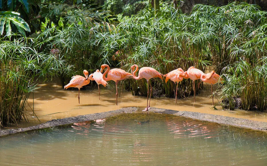 Un jardin tropical à découvrir en Guadeloupe