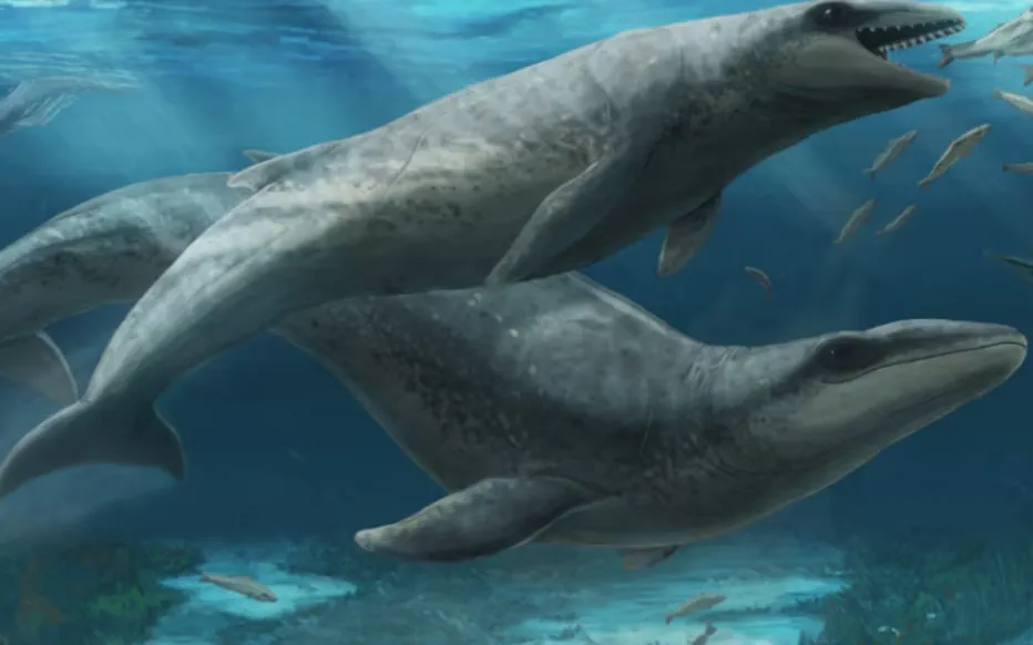 Un nouveau fossile révèle une espèce mystérieuse de mammifère marin